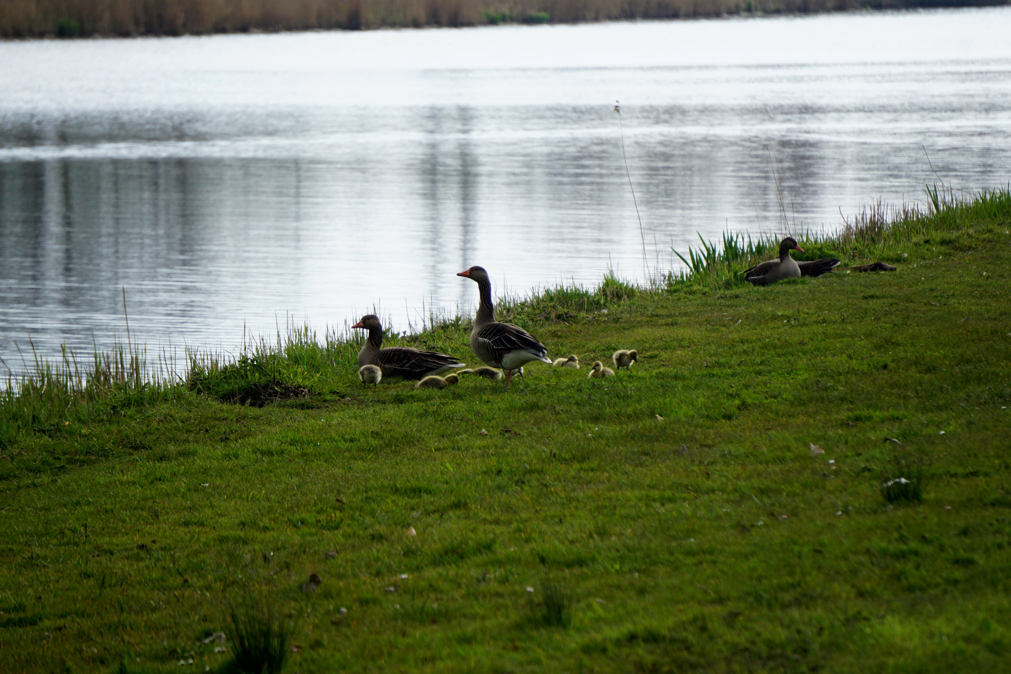 Goslings