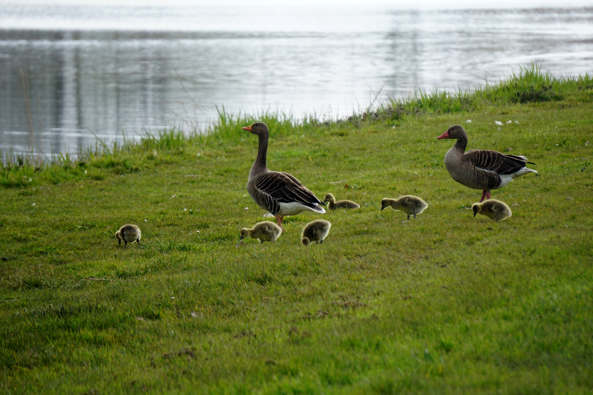 Goslings