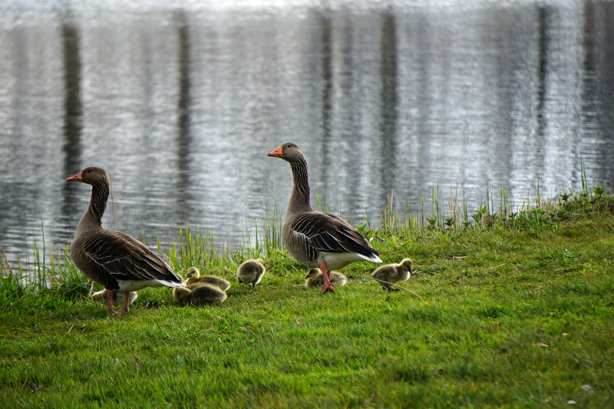 Goslings
