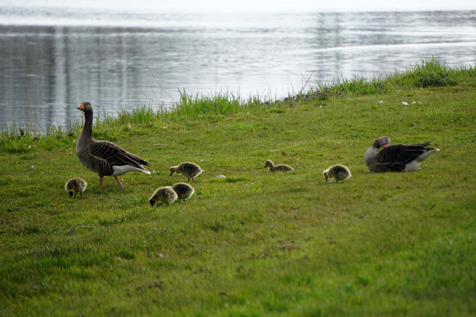 Goslings