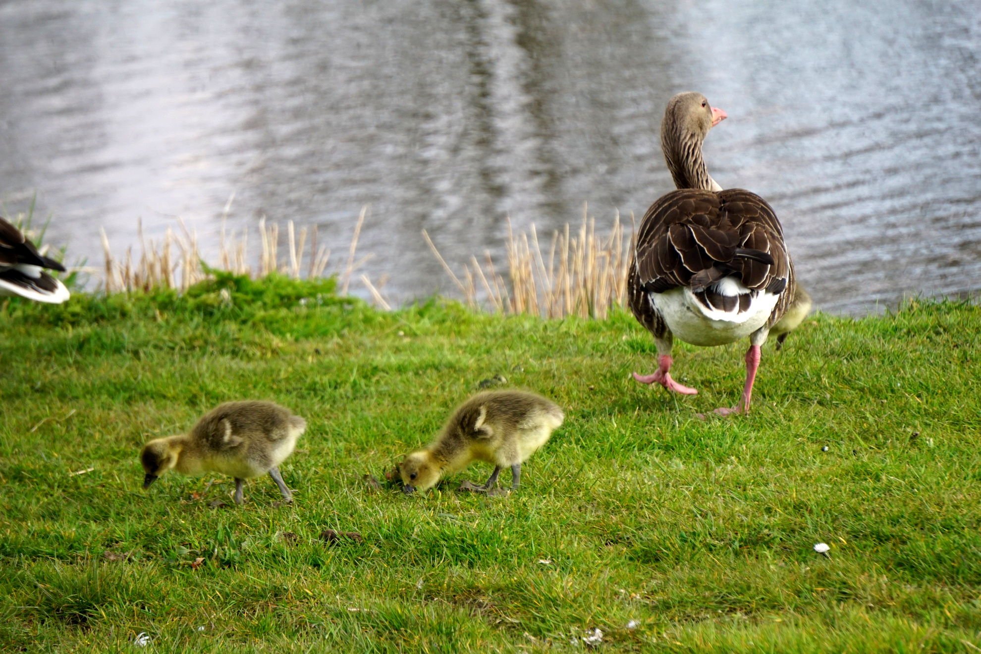 Goslings
