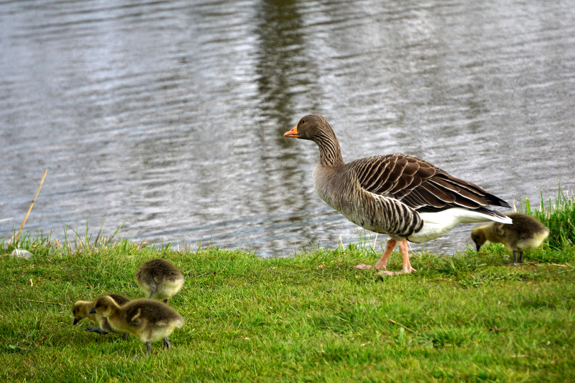 Goslings