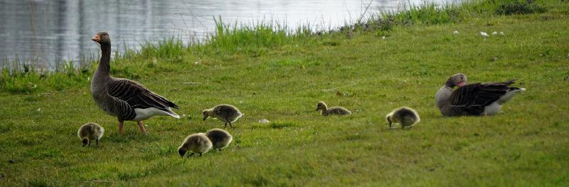 Featured image of post Goselings