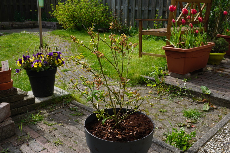 Blueberry-Bush.jpg