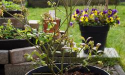 Featured image of post Blueberry Bush