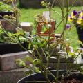 Blueberry Bush