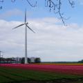 Tuliproute Almere