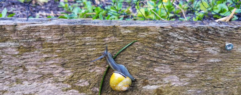 Featured image of post Slug Invasion