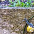 Slug Invasion
