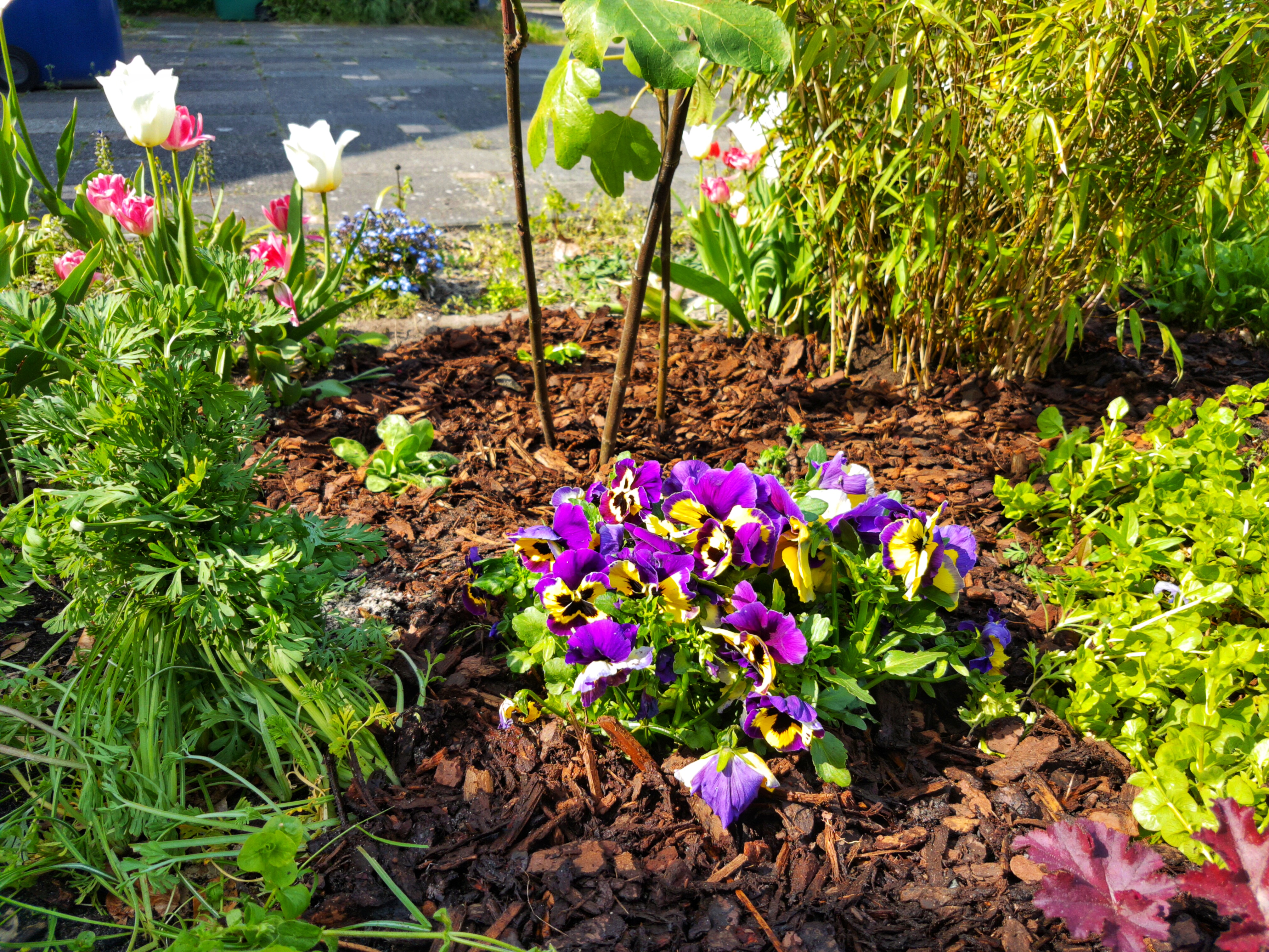 Bunch of viola plants surrounded by mulch