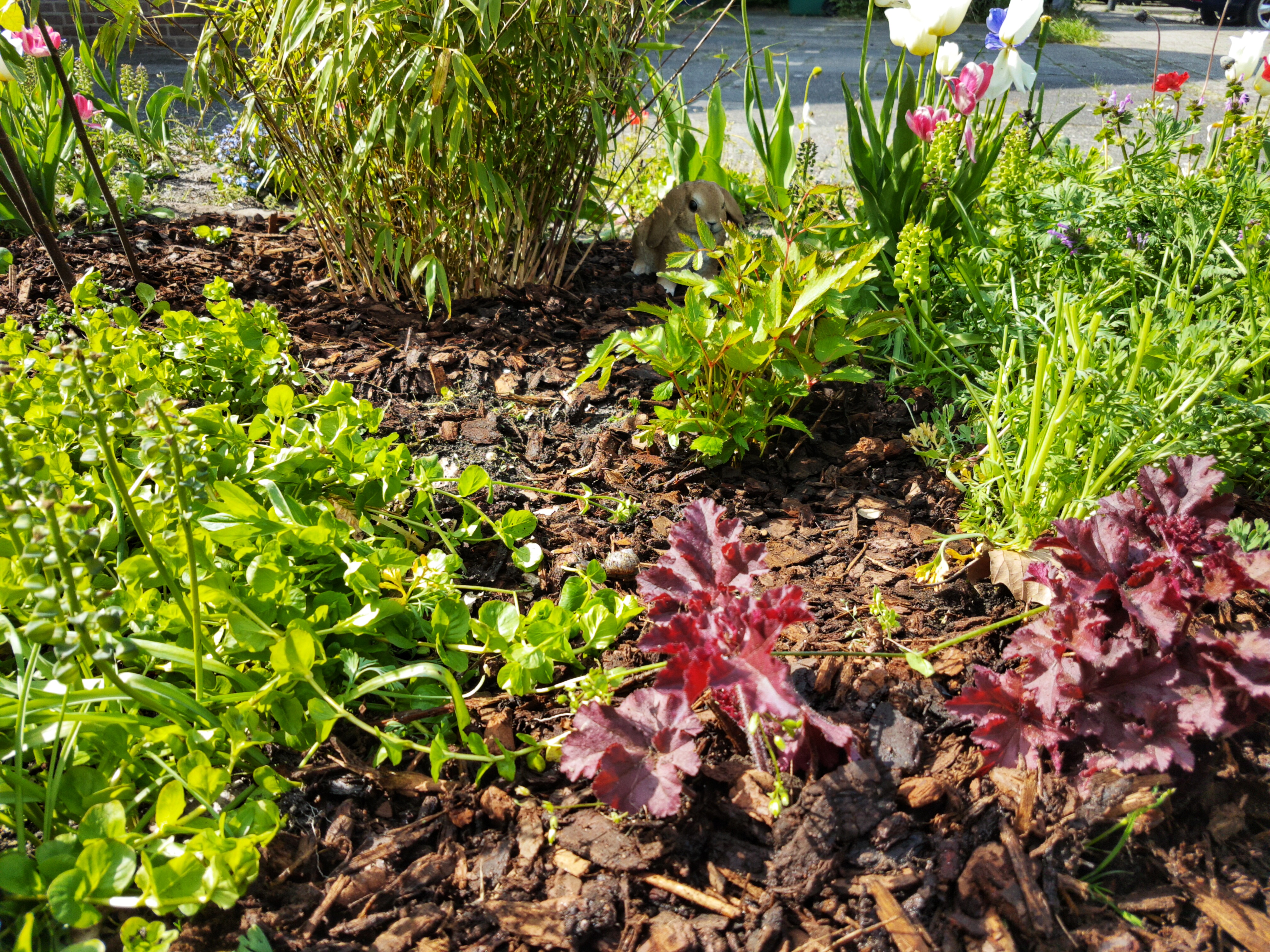 Mulch pathway through a buch of different plants, mostly green ones