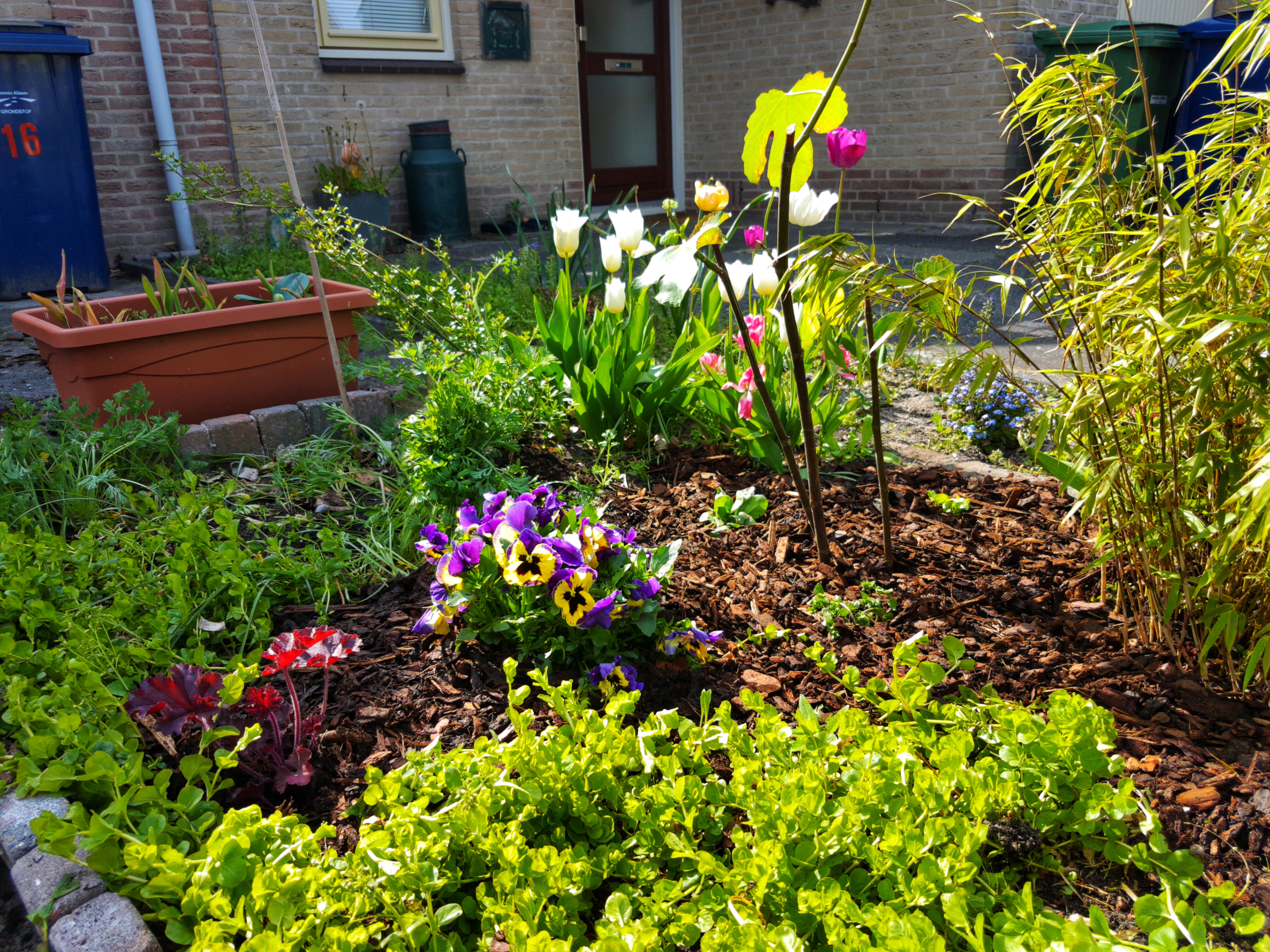 Frontyard garden, overview. Fig tree, viola plants within a sea of green plants and a mulch path