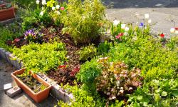 Featured image of post Improving our front-yard garden