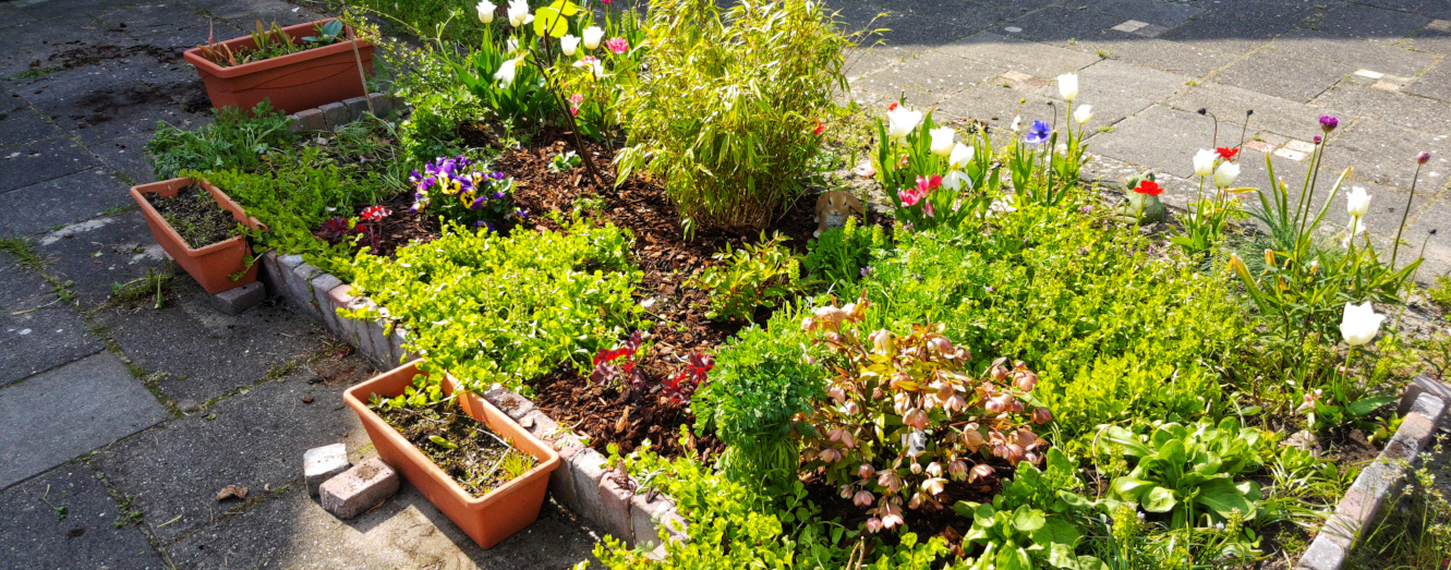 Featured image of post Improving our front-yard garden