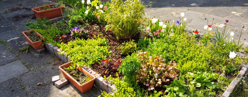 Featured image of post Improving our front-yard garden