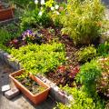 Improving our front-yard garden