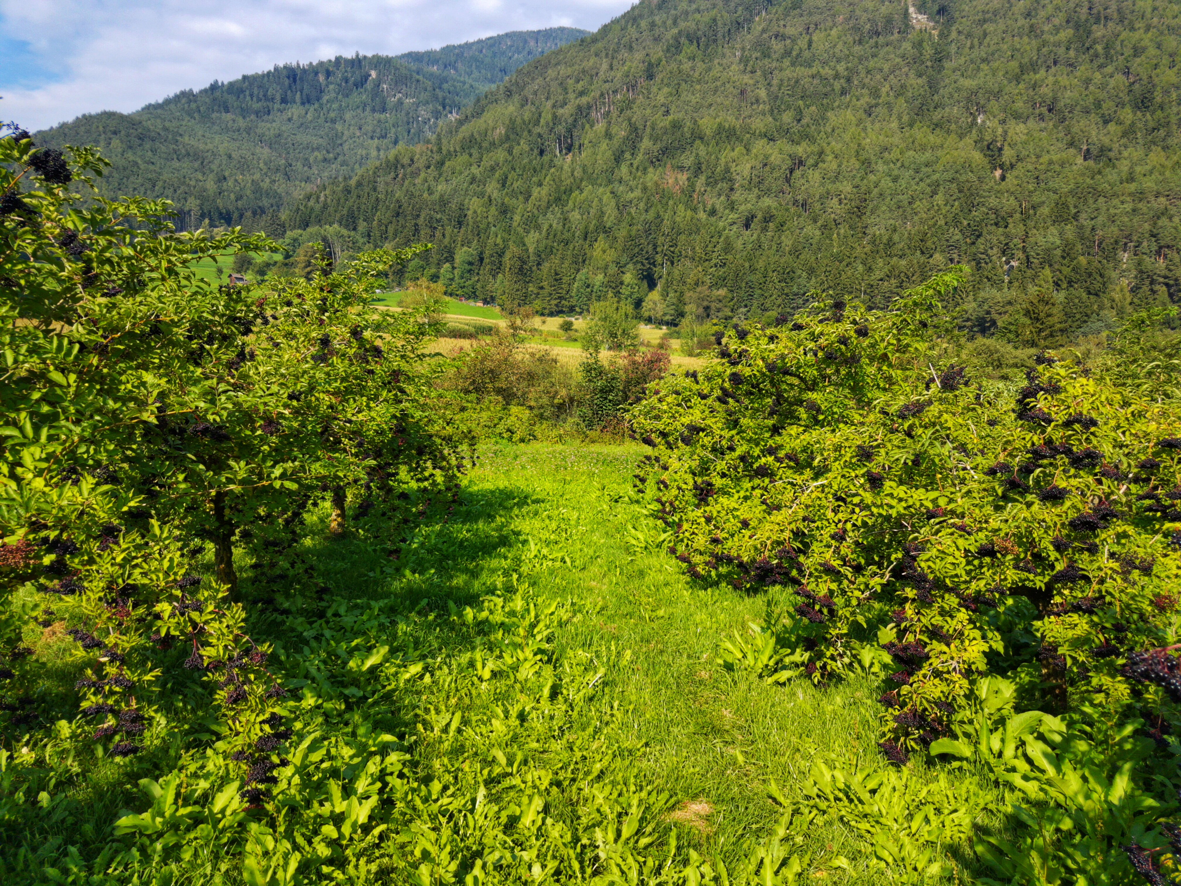 Elderberry field