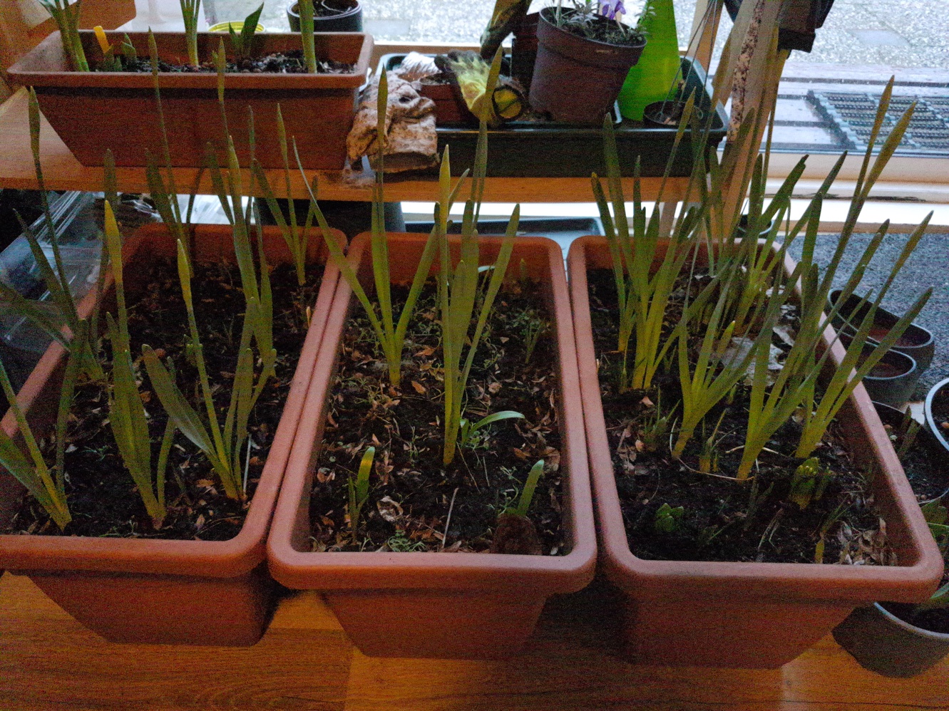 Some of our plants are sleeping indoors now