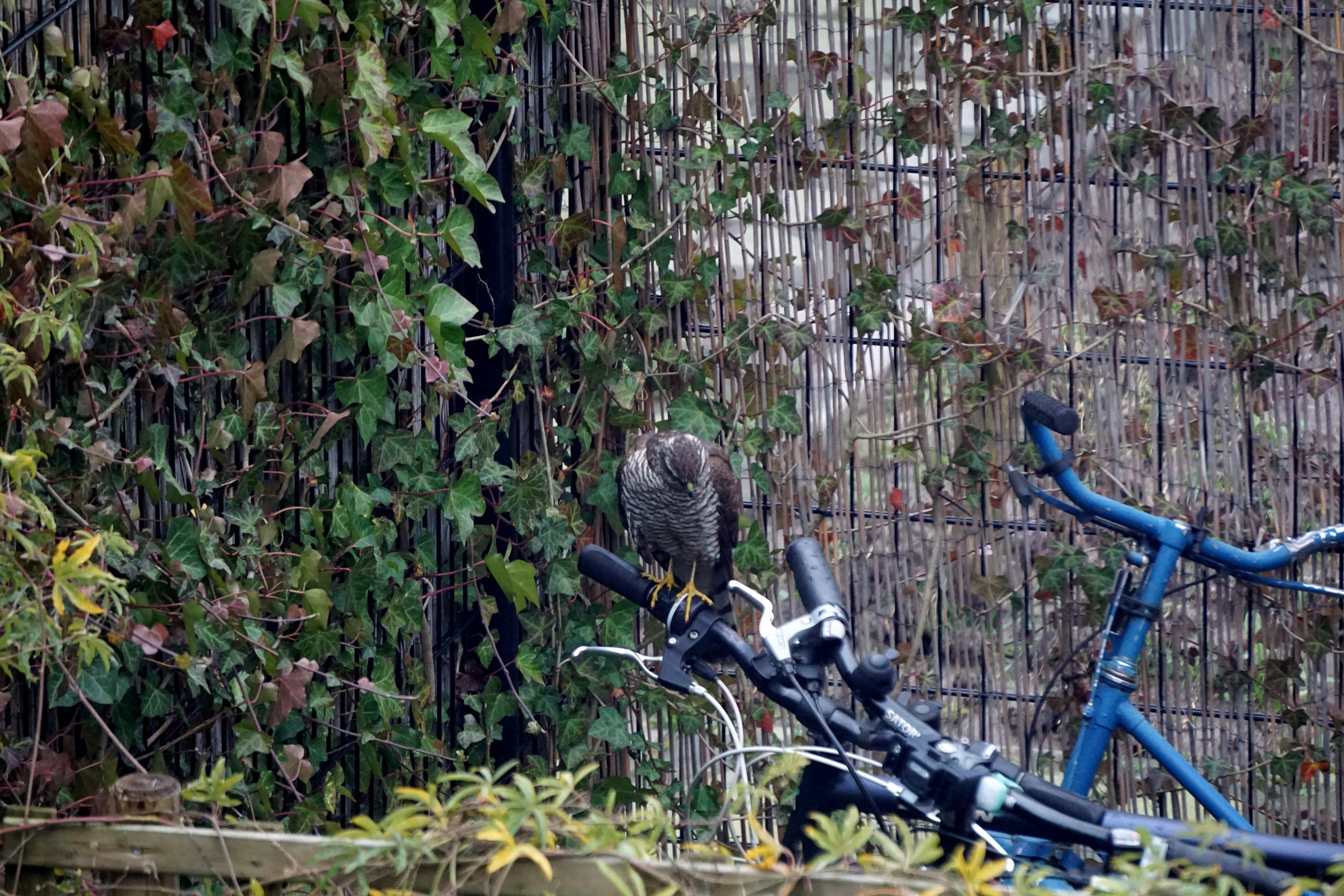 Sparrowhawk on my bike