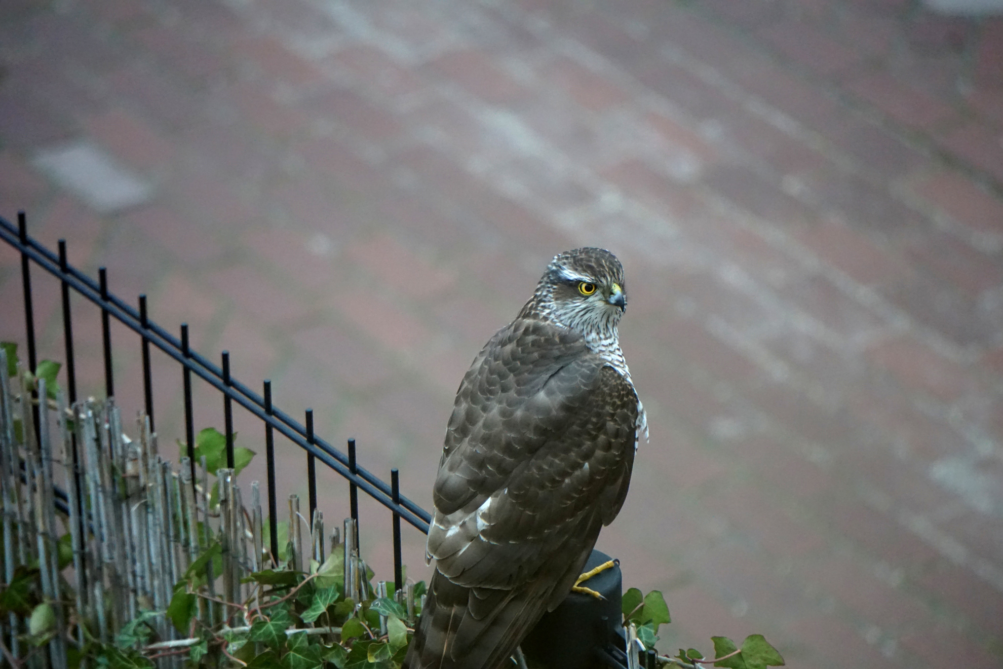 Sparrowhawk on iron fence, looking sideways