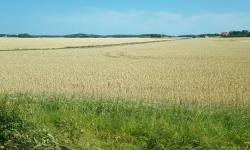 Featured image of post Sundby castle and Sigurdsristningen