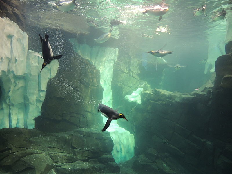 SeaWorld Orlando Anarctica: Empire of the Penguin.