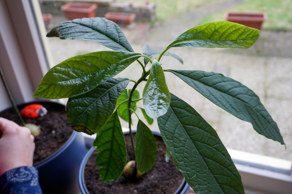 Featured image of post Re-Potting Avocados