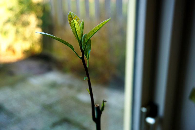 Featured image of post Avocados are growing