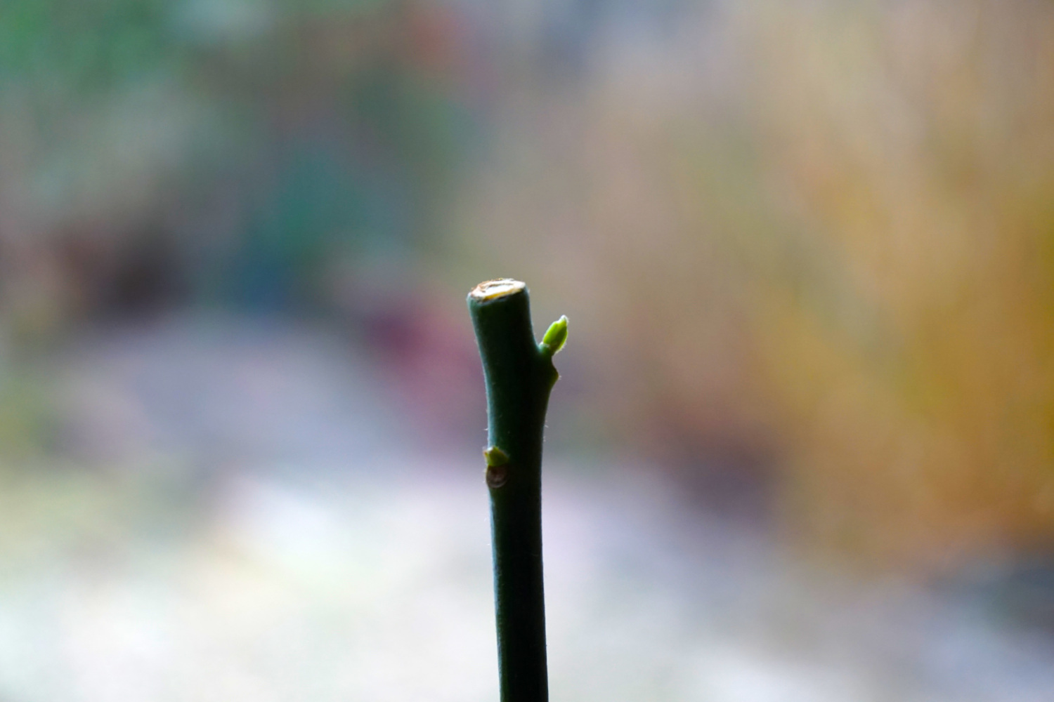 Acovado plant with small sprouting growing out of a small stem
