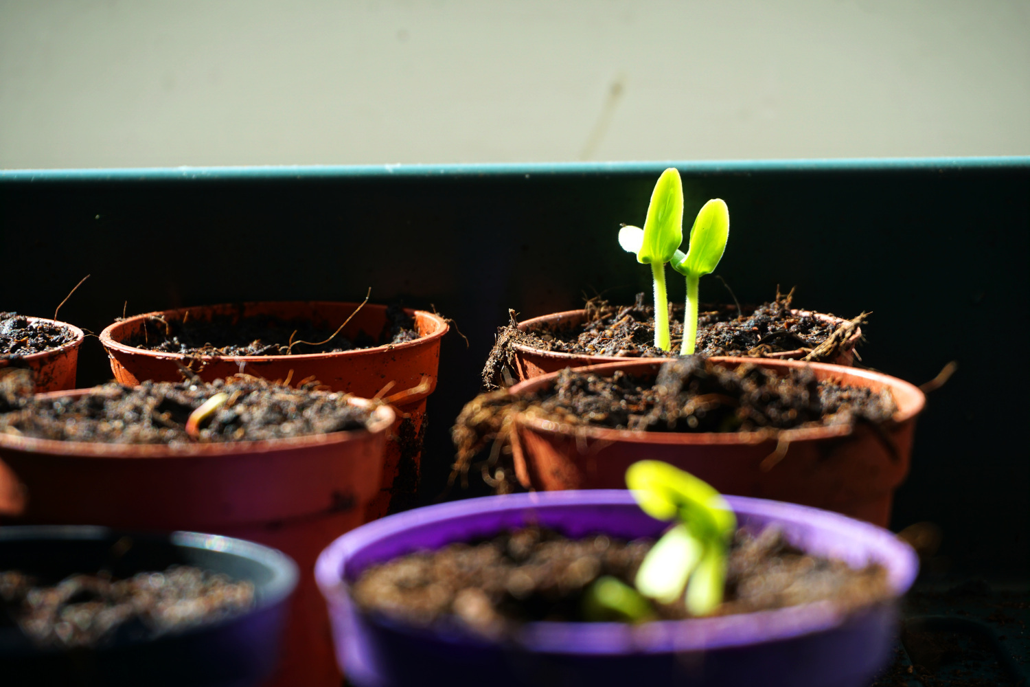 Featured image of post Greetings from our seedlings