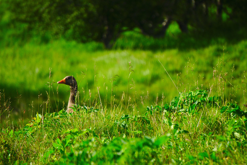 Goose