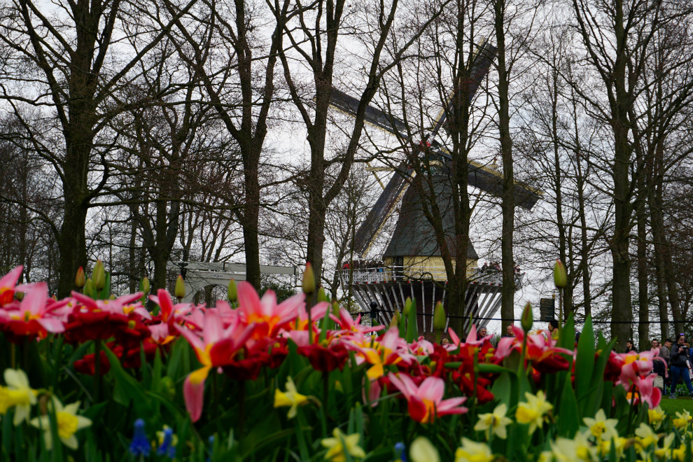 Featured image of post Netherlands