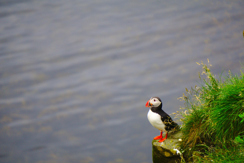 Puffin