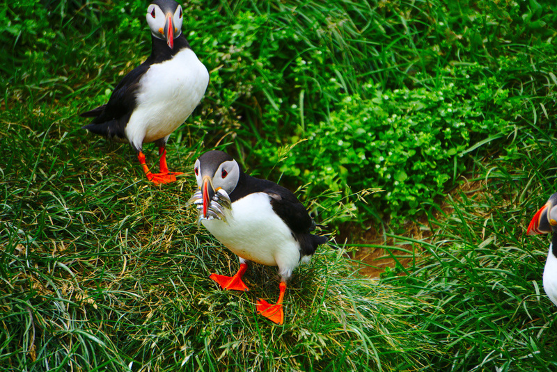 Puffin