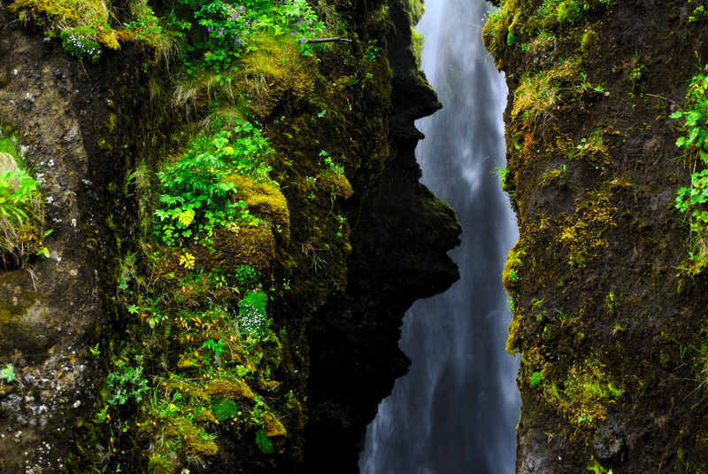 Contrast-rich picture of a green fauna with a waterfall in the background