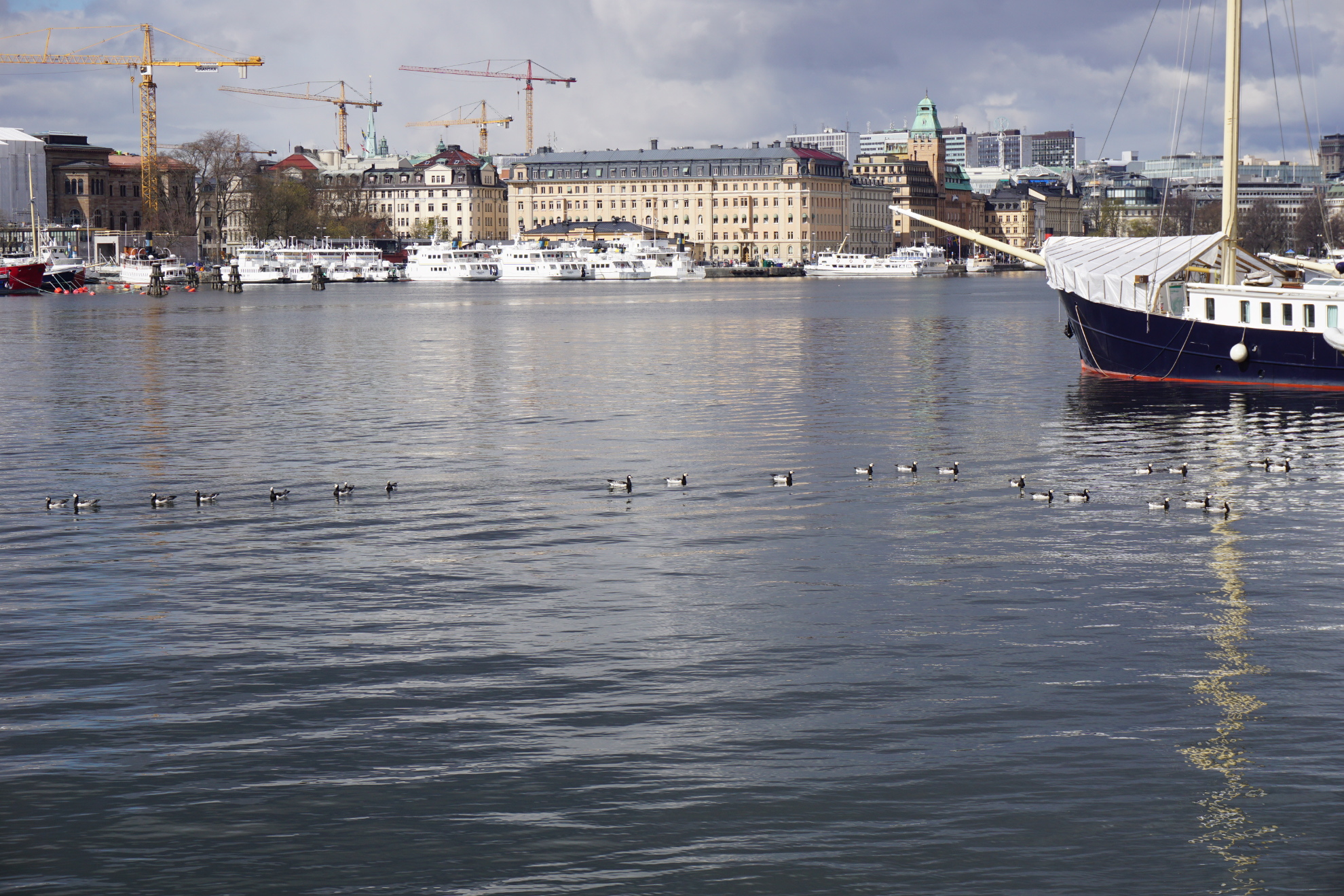 Ducks in the water